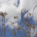 Curly Grasses  by julie