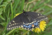 7th Apr 2020 - First Swallowtail 