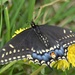 First Swallowtail  by genealogygenie