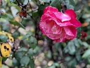 7th Apr 2020 - Rainy day rose