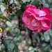 Rainy day rose by loweygrace