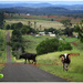 Self Isolation Queensland  cow style by kerenmcsweeney