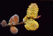 6th Apr 2020 - Willow blooms