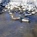 Mallards on the River by sandlily