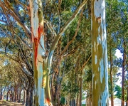 8th Apr 2020 - Rainbow Gum trees 