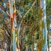 Rainbow Gum trees  by ludwigsdiana