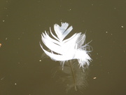 8th Apr 2020 - Floating feather