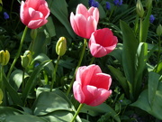 8th Apr 2020 - Garden Tulips