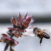 Busy Bee by ninaganci