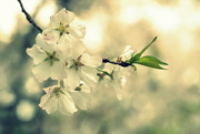 8th Apr 2020 - Blossoms 8
