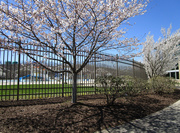 8th Apr 2020 - Trees by the fence