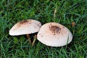 9th Apr 2020 - Mushrooms ~  