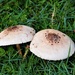 Mushrooms ~   by happysnaps