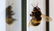 8th Apr 2020 - Two Bee or not two Bee...
