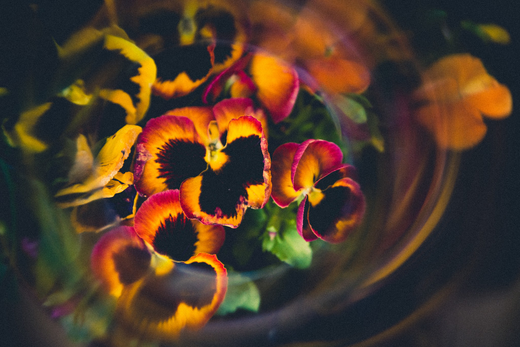 Flower Swirl by panoramic_eyes