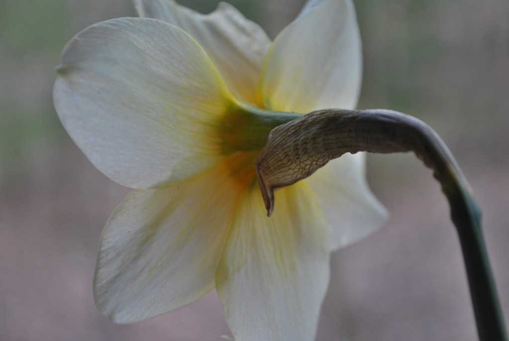 Day 99: Delicate Daffodil by jeanniec57