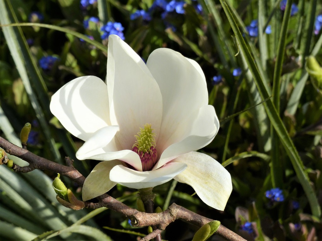  Dwarf Magnolia  by susiemc