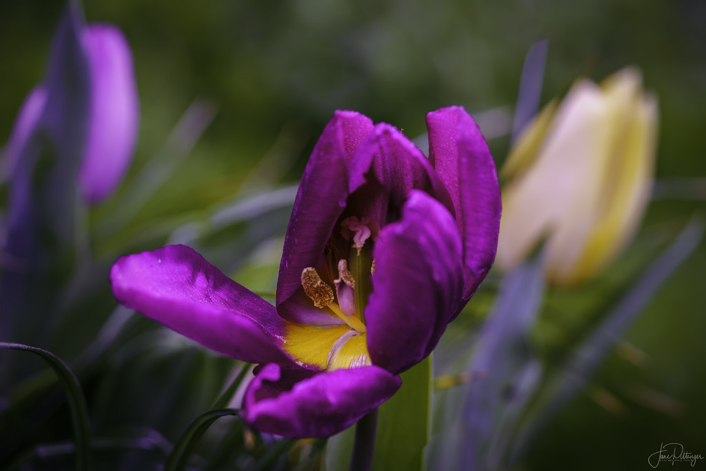 Spring Tulips by jgpittenger
