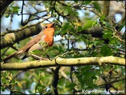 8th Apr 2020 - Cycle track robin singing his lovely song