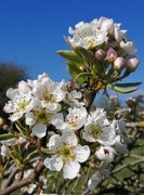 8th Apr 2020 - Pear blossom... 