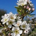 Pear blossom...  by flowerfairyann