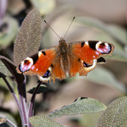 8th Apr 2020 - Peacock Butterfly