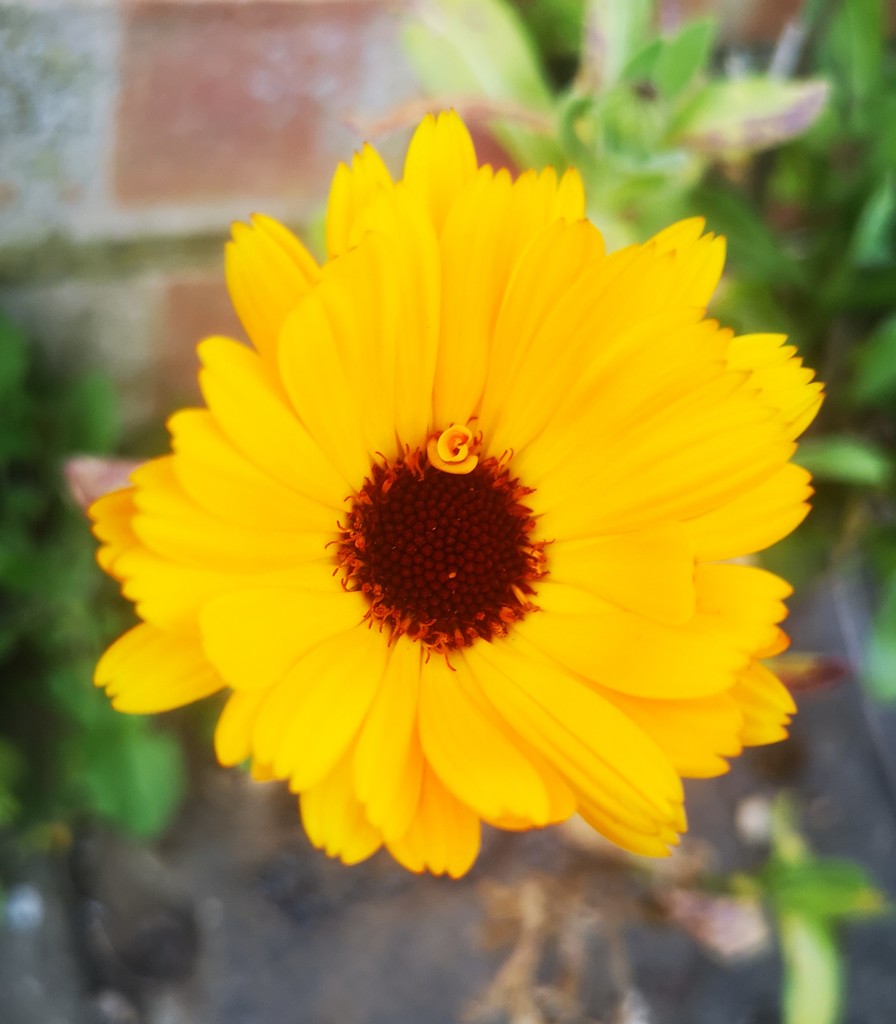 Marigold ~ yellow  by plainjaneandnononsense