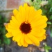Marigold ~ yellow  by plainjaneandnononsense
