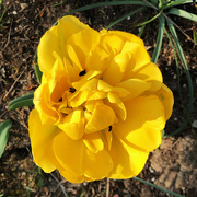 7th Apr 2020 - One Yellow Flower