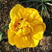 One Yellow Flower by yogiw