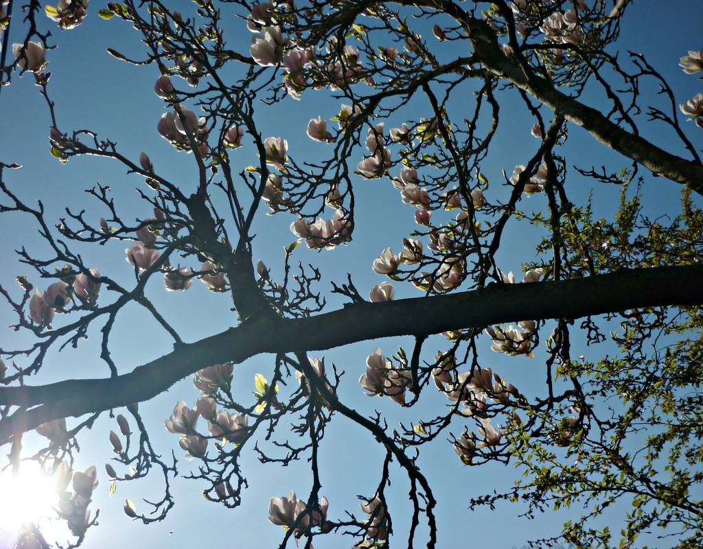 Magnolia in the Sun  by countrylassie