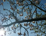 8th Apr 2020 - Magnolia in the Sun 