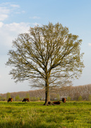 8th Apr 2020 - Cows under the tree