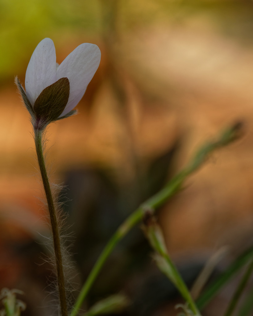 round-lobed hepatica by rminer