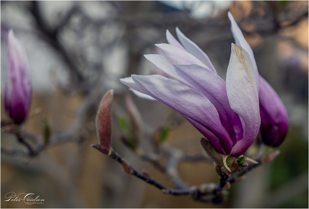 Magnolia by pcoulson
