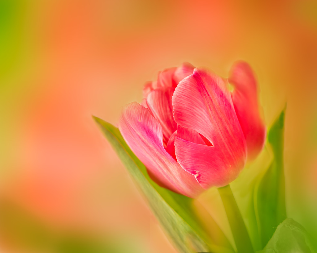 tulip- by jernst1779