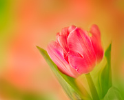 8th Apr 2020 - tulip-