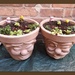 My Garden 9 - Happy Pots by oldjosh