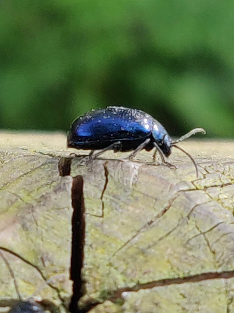 Blue coloured Beetle by jmdspeedy