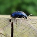 Blue coloured Beetle by jmdspeedy