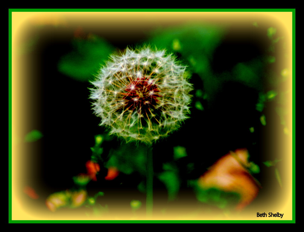 Dandelion Seed by vernabeth