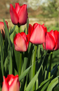 8th Apr 2020 - More Tulips