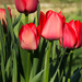 More Tulips by beckyk365