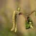 Catkins by inthecloud5