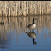 The Great Canadian Goose by fayefaye