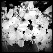 4th Apr 2020 - Cherry Blossoms | Black & White