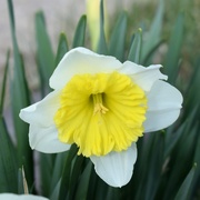 8th Apr 2020 - Narcissus