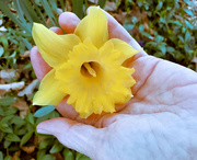 8th Apr 2020 - Day 8: 30-shots of hand - Daffodil