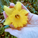 Day 8: 30-shots of hand - Daffodil by houser934