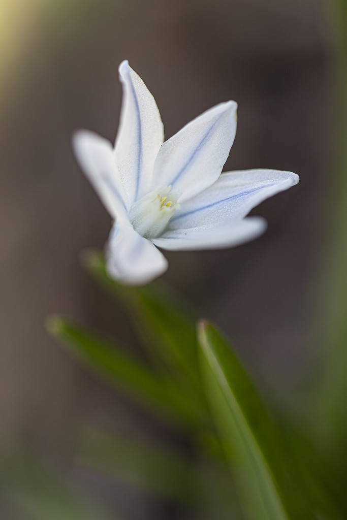 Striped Squill Flower by pdulis
